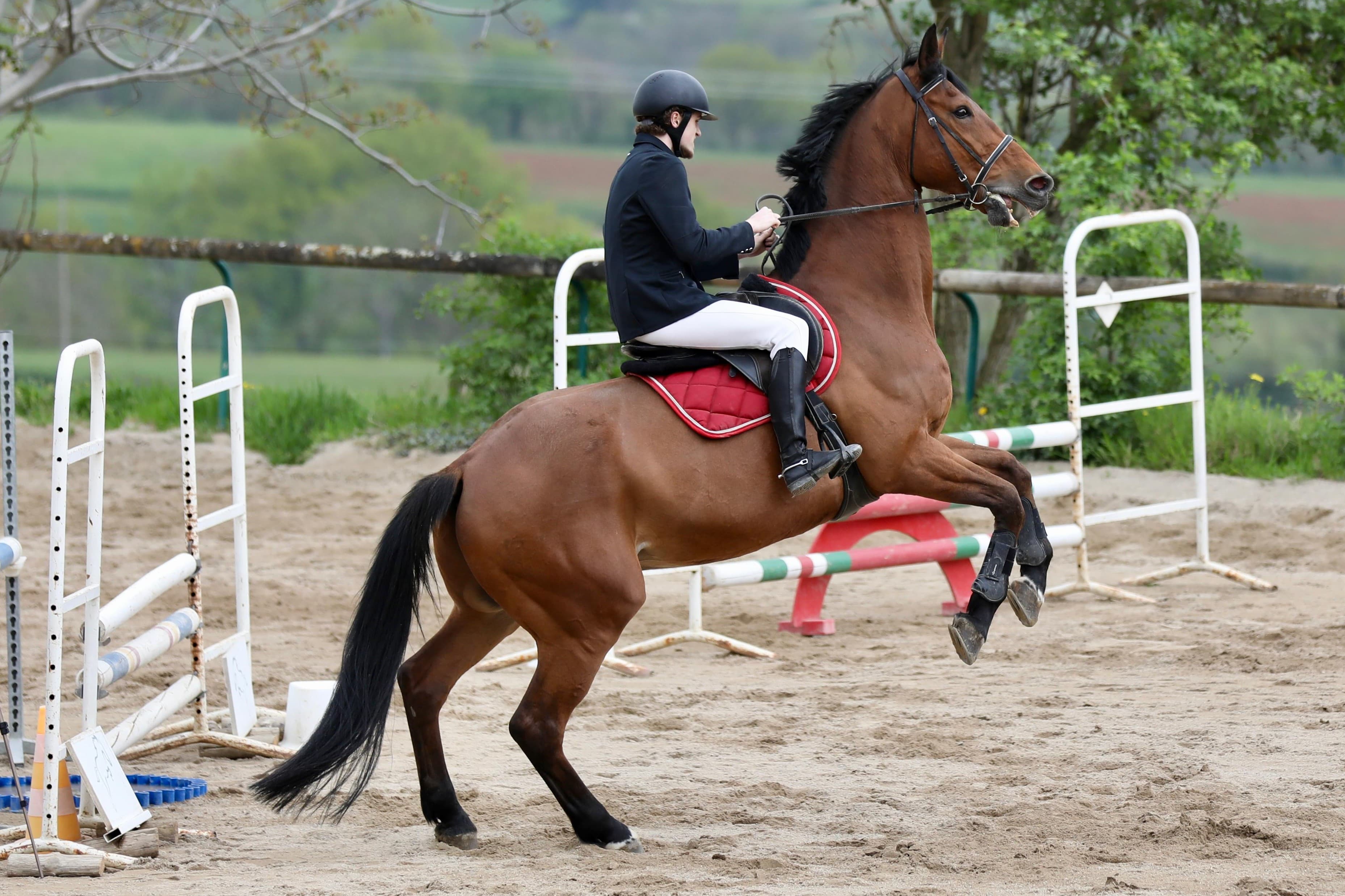 Horse riding — photo 4